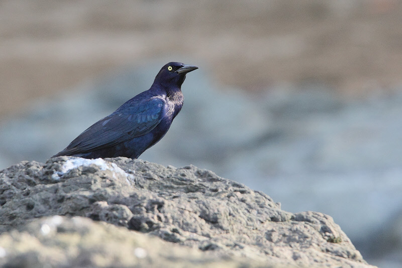 Great-tailed Grackle (Male) (0114)