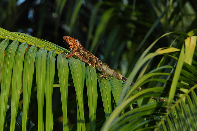 Green Iguana on Palm Leaf (9609)