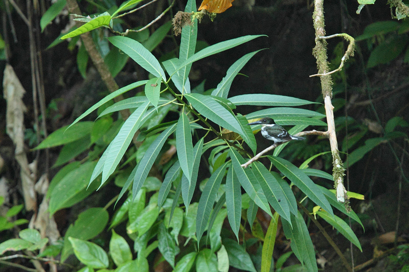 Green Kingfisher (9652)