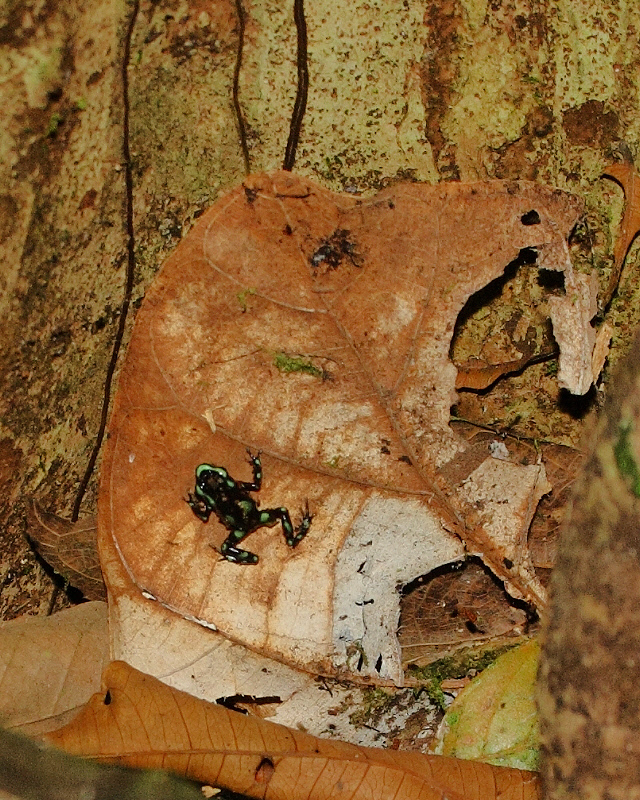 Green-and-Black Poison Dart Frog (1506)