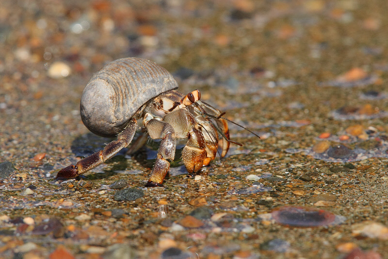 Hermit Crab on the Beach (9937)