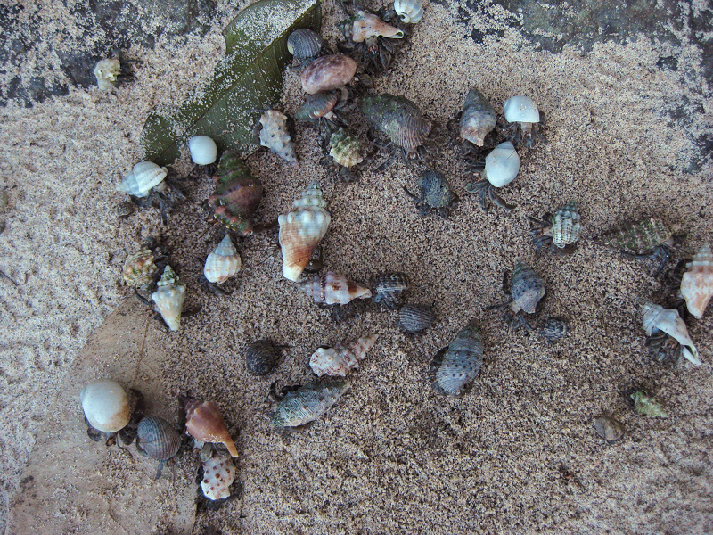 Hermit Crabs on the Beach (0177P)