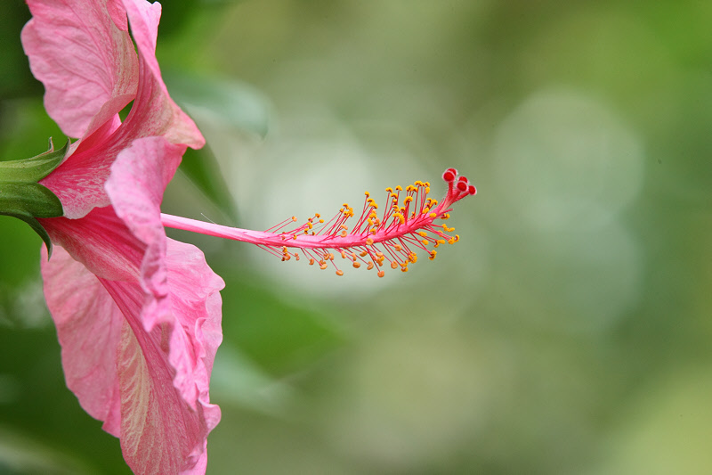 Hibiscus Stamen (0642)