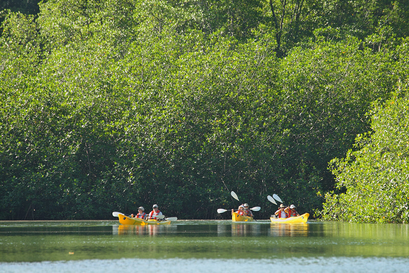 Kayaking in the Mangroves (0297)