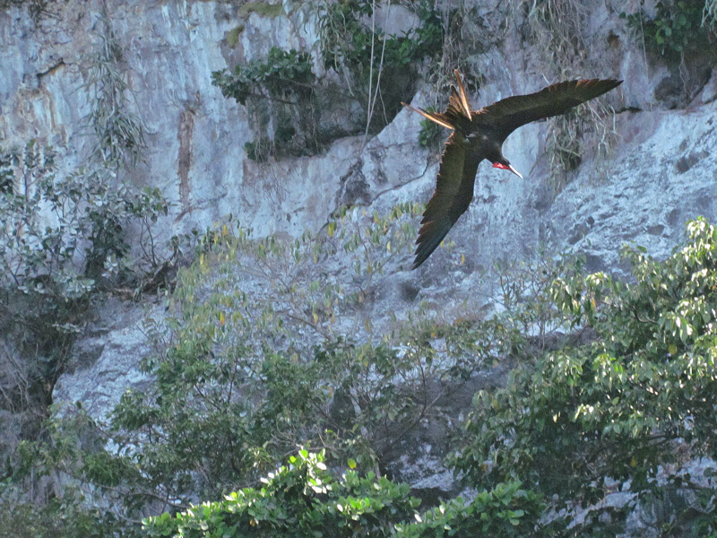 Magnificent Frigatebird Flyover (1619X)