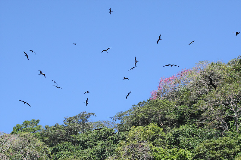 Many Frigatebirds Circling (1024)