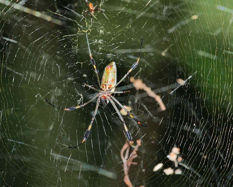 Orb Weaver Spider (1558)