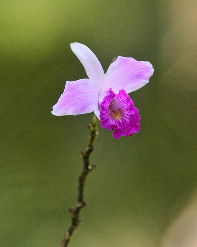 Orchid at Casa Orquideas (0510)