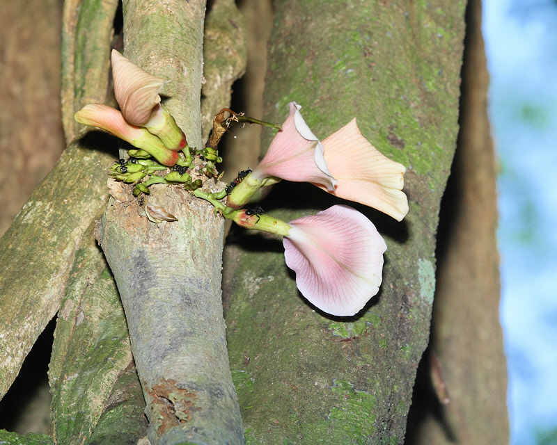 Orchids Growing on Tree Trunk (1547)