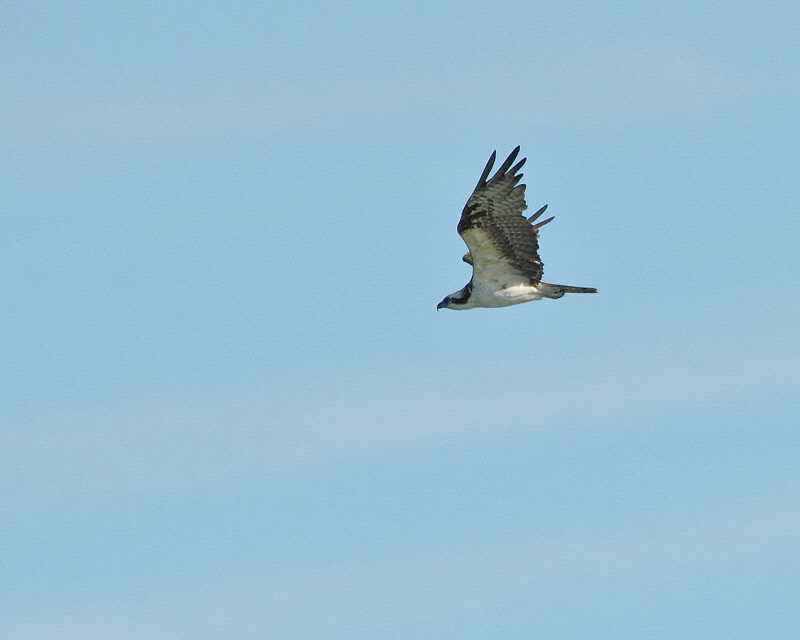 Osprey Flyover (0287)