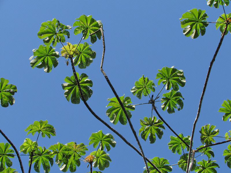 Panama Tree Leaves (1531X)