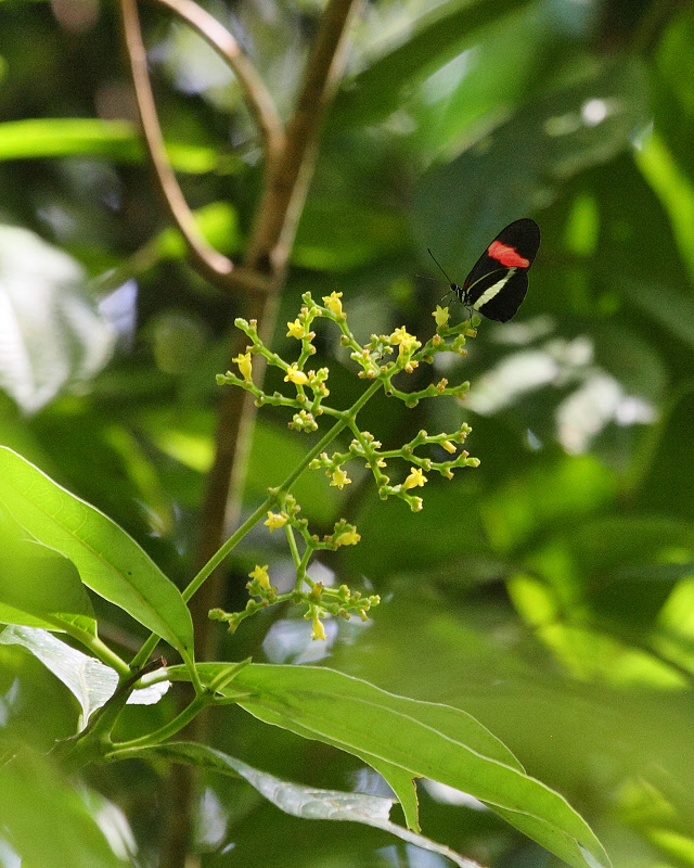 Postman Butterfly (9896)