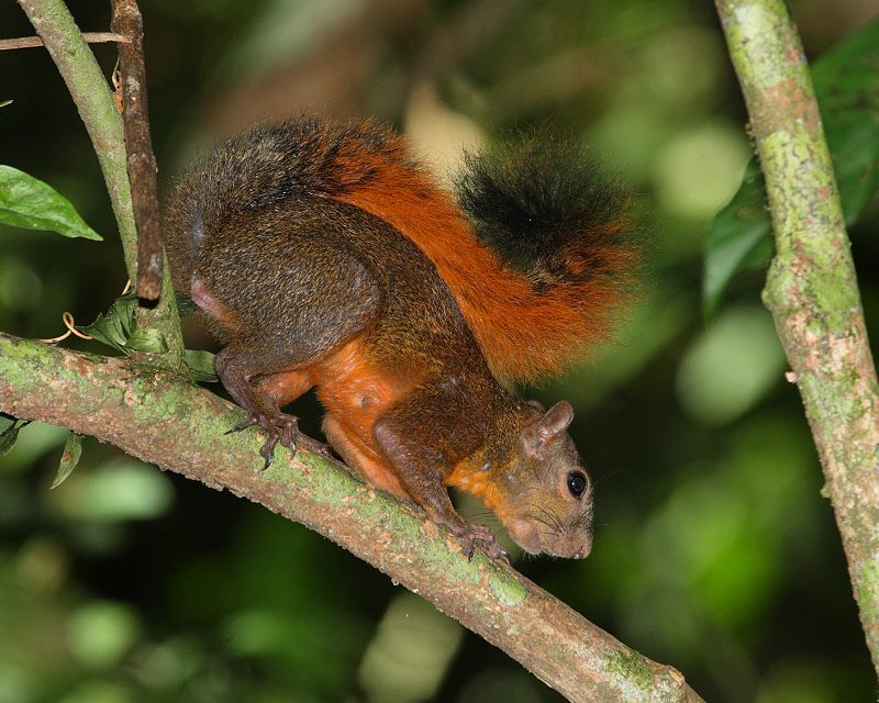 Red-tailed Squirrel (1586)