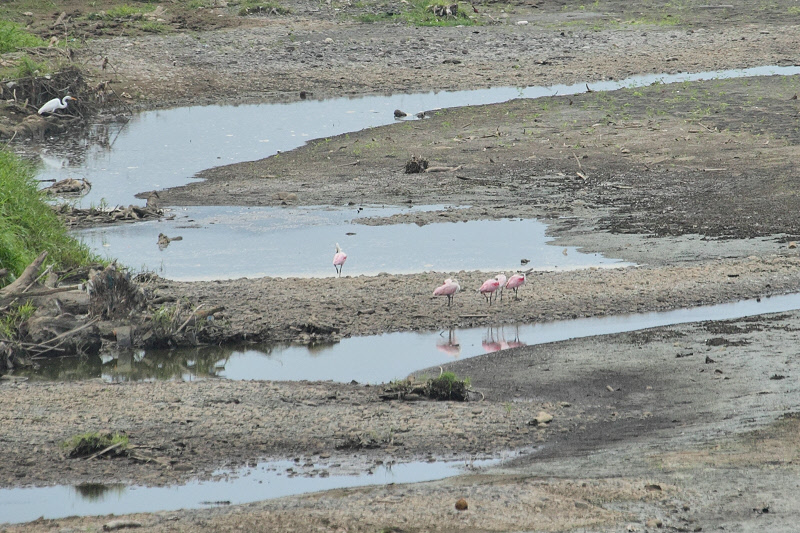 Roseate Spoonbills (9288)