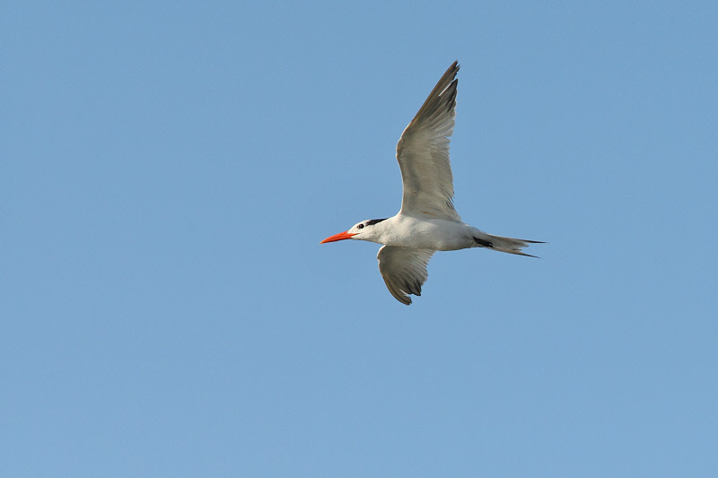 Royal Tern (0216)