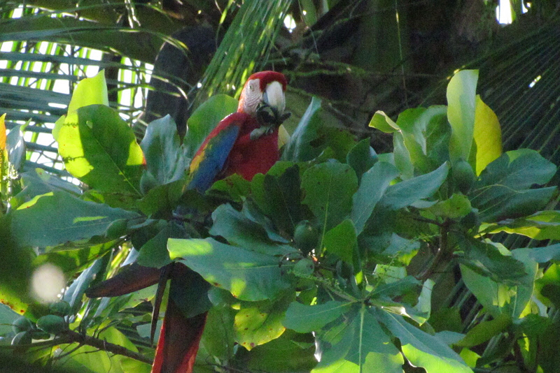 Scarlet Macaw (1523X)