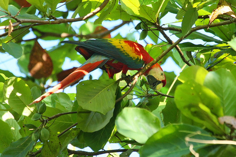 Scarlet Macaw (9745)