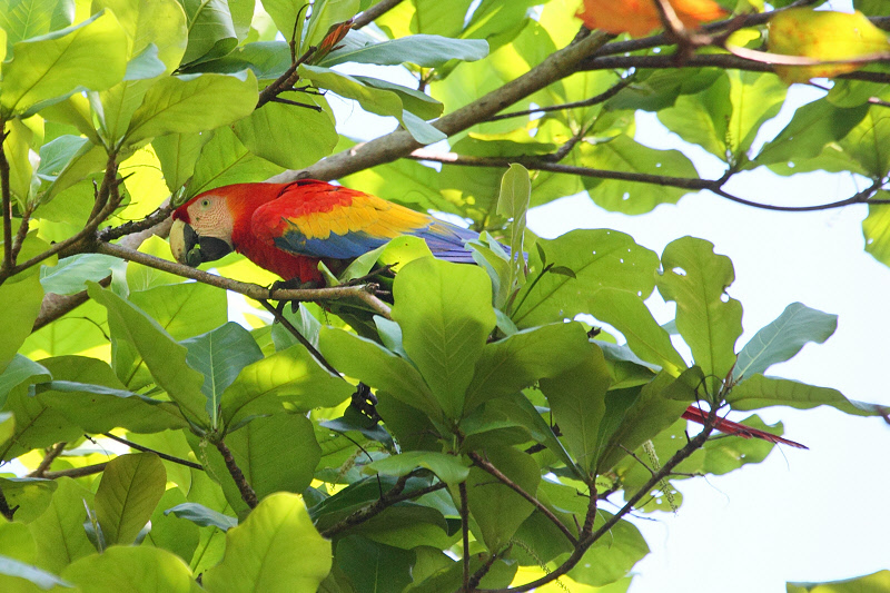 Scarlet Macaw (9818)