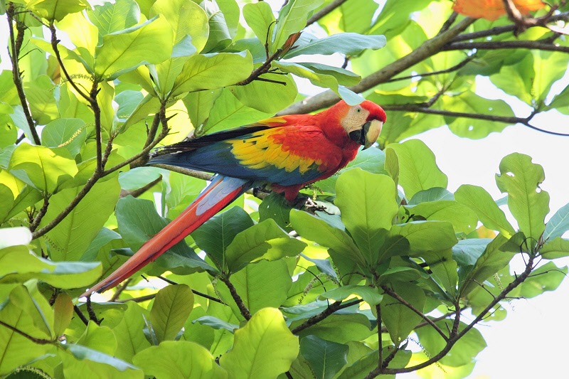 Scarlet Macaw (9829)