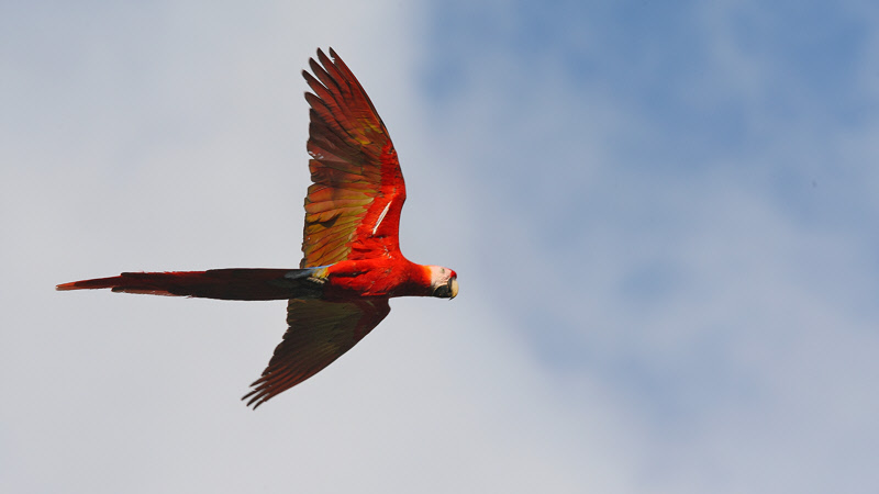 Scarlet Macaw Flying (0804)