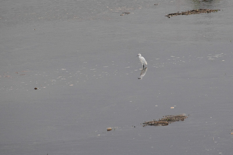 Snowy Egret in the Rio Grande de Tarcoles (9270)