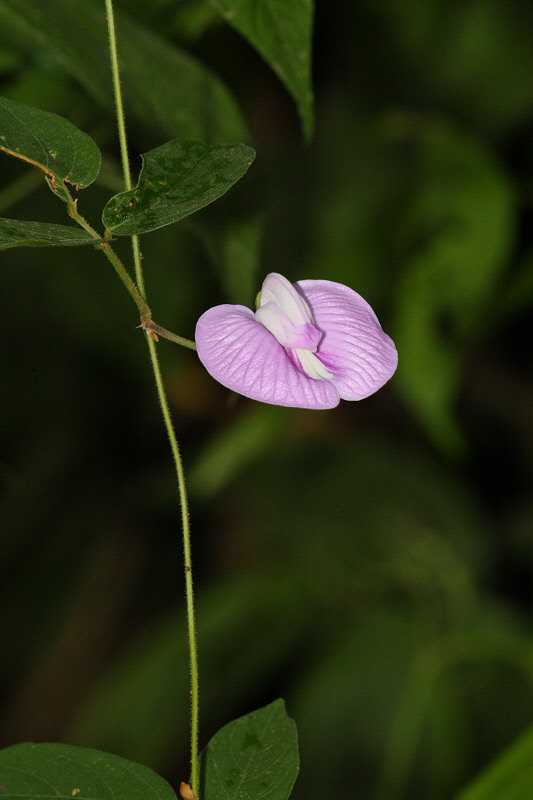 Sweet Pea Flower (9400)