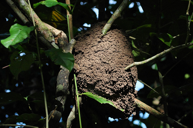 Termite Nest (9810)