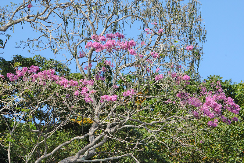 Trees with Pink Flowers near Isla Otoque (0908)
