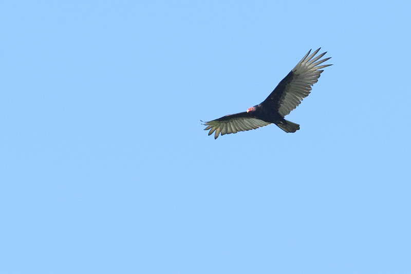 Turkey Vulture (0067)