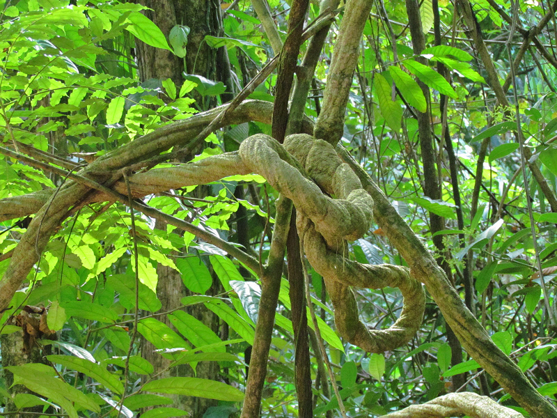 Twisted Rope Vine in Forest (1548X)