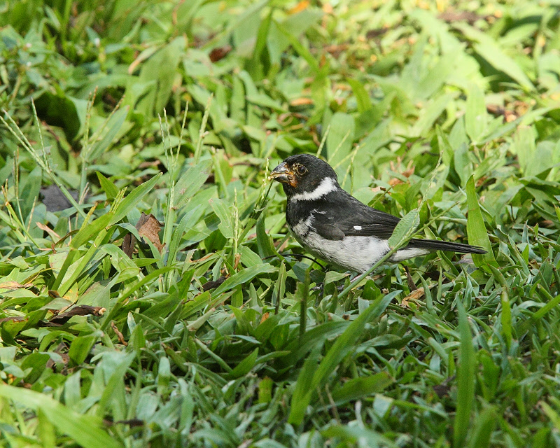 Variable Seedeater (Pacific Race) (0526)