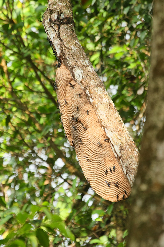 Wasp Nest (9393)