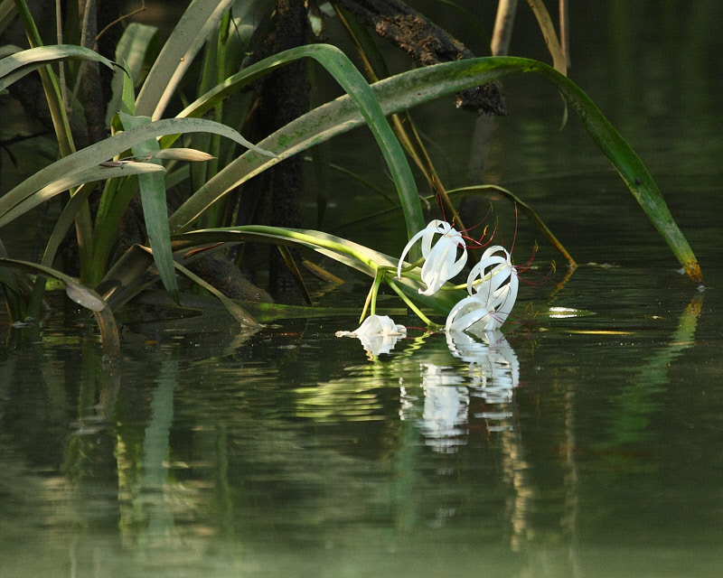 Water Iris in Mangroves (0406)