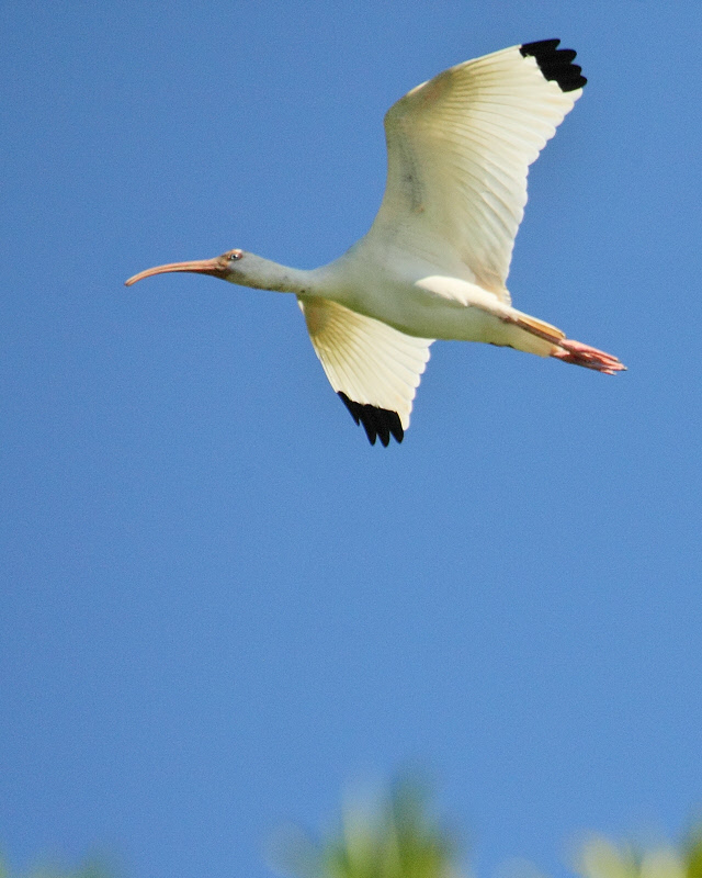 White Ibis (0355)