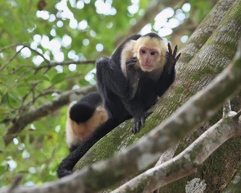 White-faced Capuchin Monkey Listening (9498)