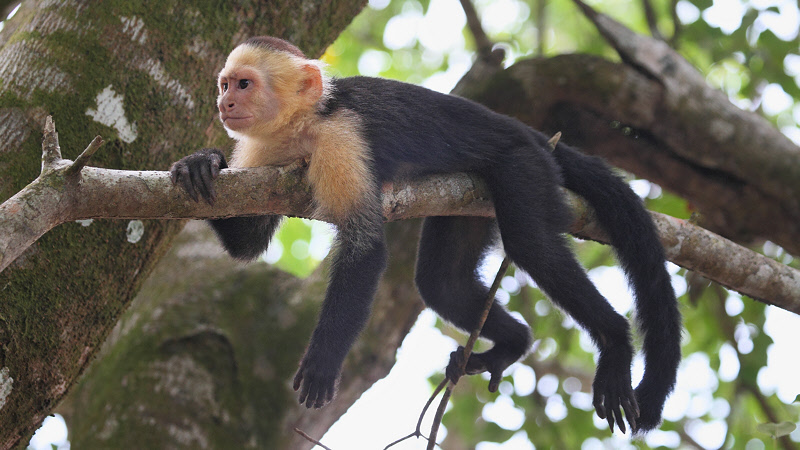 White-faced Capuchin Monkey Resting (9484)