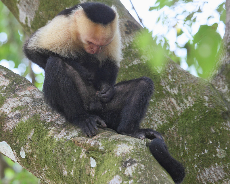 White-faced Capuchin Monkey Self-exam (9481)