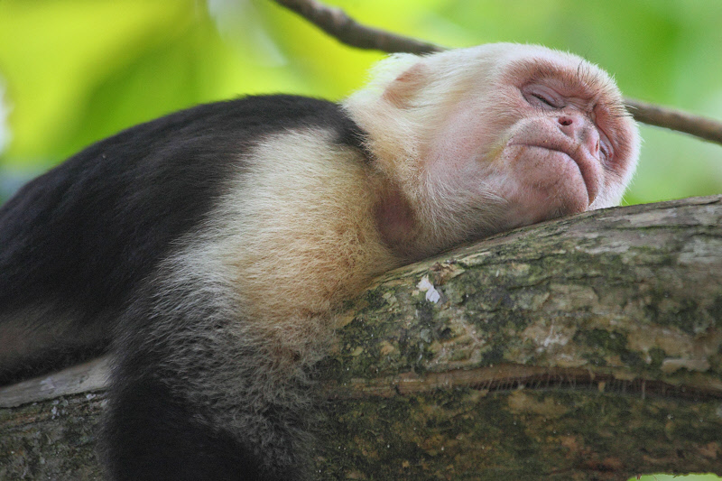 White-faced Capuchin Monkey Sleeping (9541)