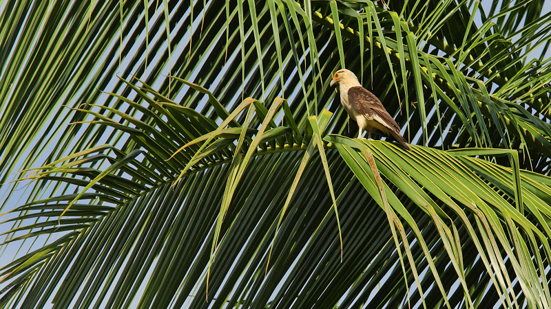 Yellow-headed Caracara on Palm Leaf (0810)
