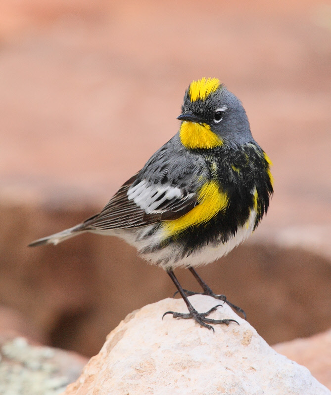 Yellow-rumped Warbler (Audubon, Male) #2759