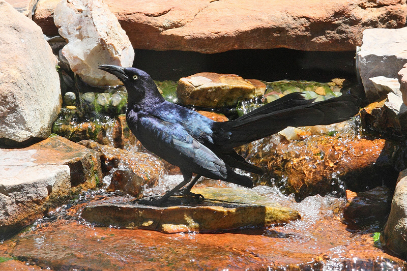 Great-tailed Grackle (Male) (8885)