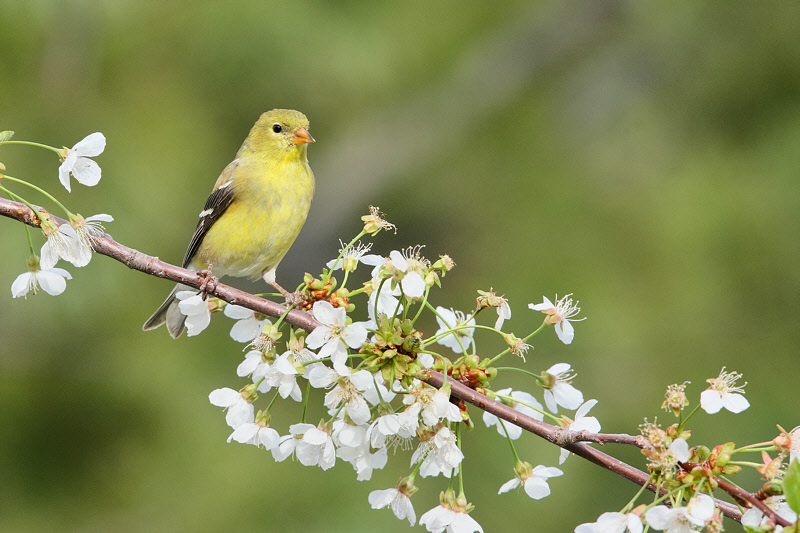 American Goldfinch (Female, Cherry Branch) (5717)