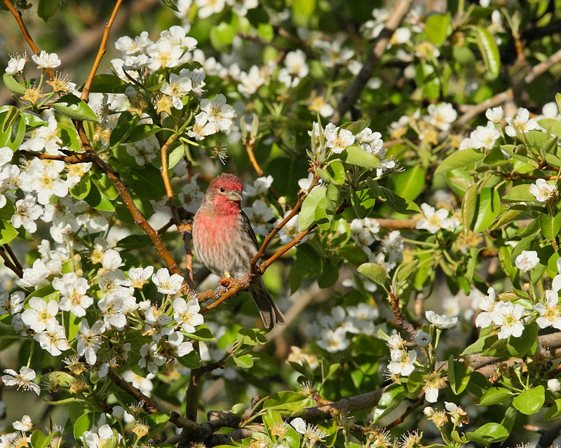 House Finch (Male, in Blooming Pear Tree) (5415)