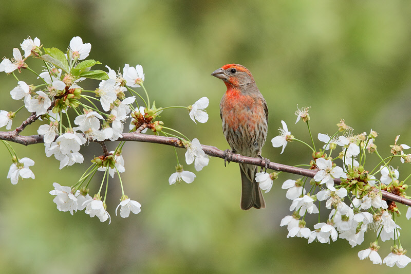 House Finch (Male, on Cherry Branch) (5690)