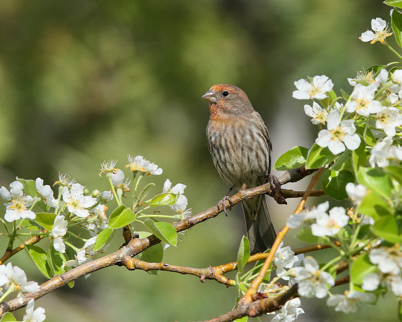 House Finch (Male, orange) (5343)