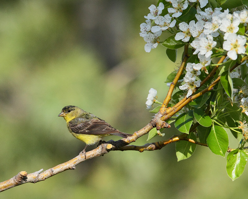 Lesser Goldfinch (Male, immature) (5385)