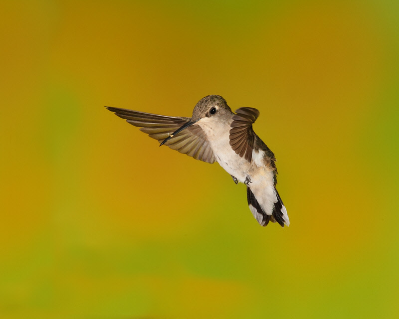 Black-chinned Hummingbird (Female) (8223)