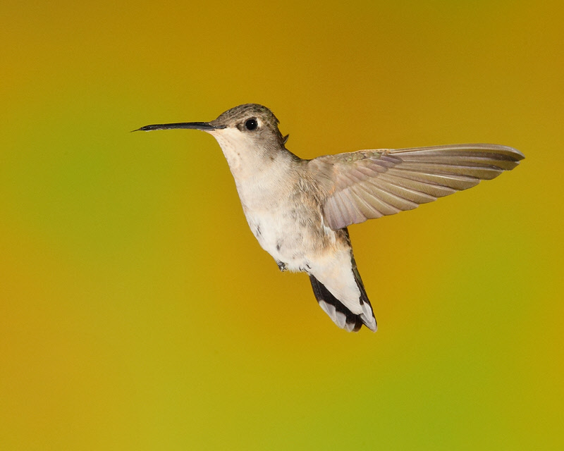 Black-chinned Hummingbird (Female) (8246)