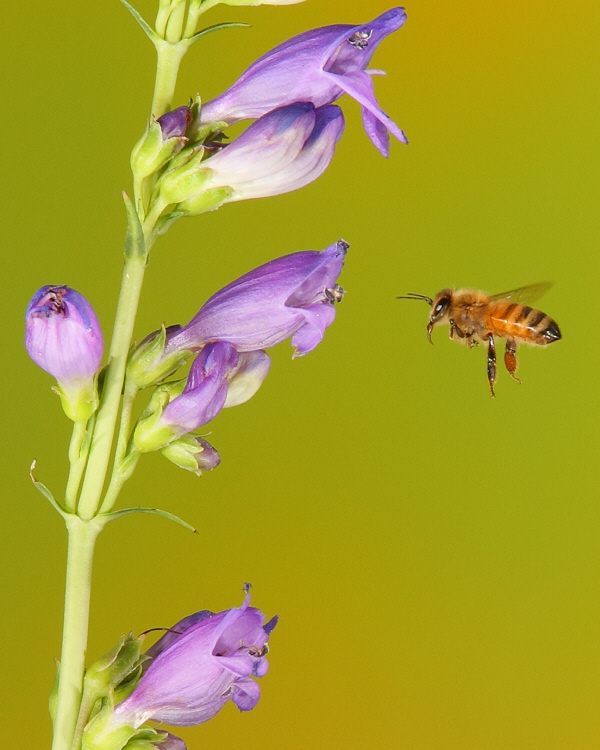 Honeybee (8369)