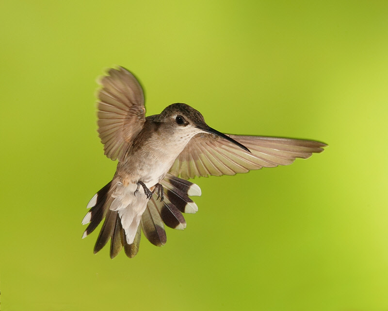 Black-chinned Hummingbird (Female) (9817)